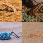 Some of the incredible reptile and invertebrate life to be found in Namibia's deserts. From top left and clockwise - Wedge-snouted Skink; Western Rock Skink; Namib Sand Gecko; Dappled Namib Darkling Beetle (image by Mike Watson)