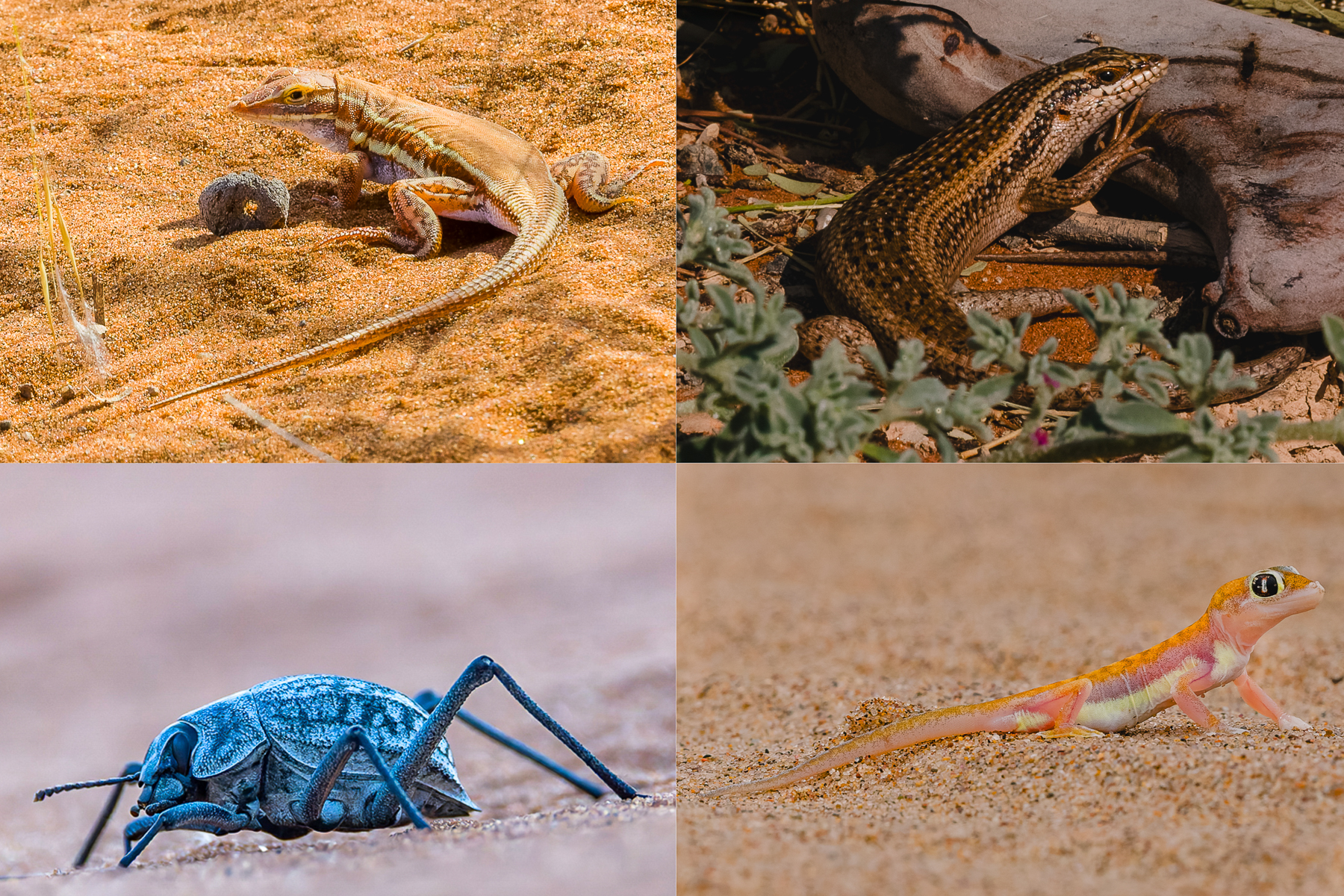 Some of the incredible reptile and invertebrate life to be found in Namibia's deserts. From top left and clockwise - Wedge-snouted Skink; Western Rock Skink; Namib Sand Gecko; Dappled Namib Darkling Beetle (image by Mike Watson)