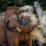 Dust swirls around the forehead of a desert-adapted Elephant bull, with the cloud enveloping his ear and head. The latest survey found only 28 desert-dwelling elephants in the Hoanib River Valley - the biggest troop of just 150 total desert-dwelling elephants, spread across five ephemeral rivers in Namibia (image by Virginia Wilde)