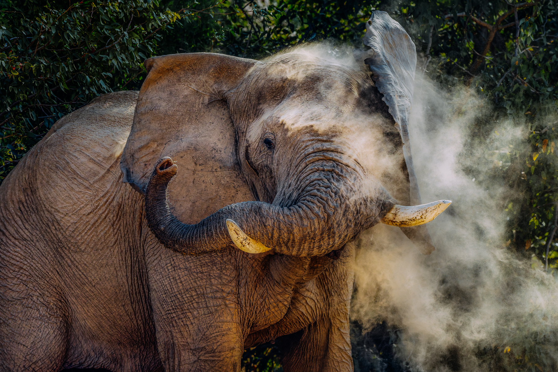 Dust swirls around the forehead of a desert-adapted Elephant bull, with the cloud enveloping his ear and head. The latest survey found only 28 desert-dwelling elephants in the Hoanib River Valley - the biggest troop of just 150 total desert-dwelling elephants, spread across five ephemeral rivers in Namibia (image by Virginia Wilde)