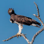 A Martial Eagle grips tightly to a branch in Namibia's Etosha National Park. These raptors are Africa's largest eagle, capable of taking down prey many times its own size (image by Virginia Wilde)