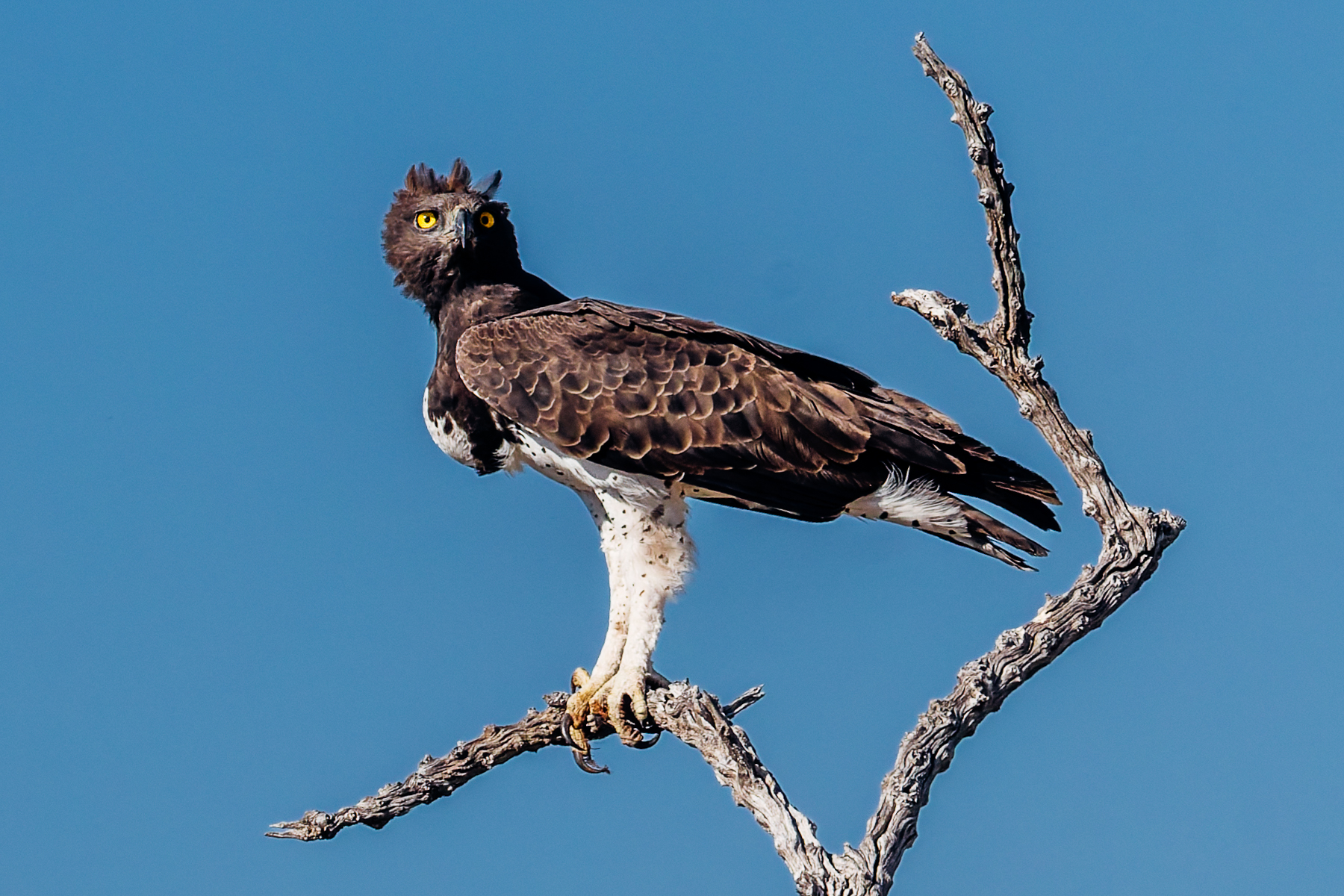 A Martial Eagle grips tightly to a branch in Namibia's Etosha National Park. These raptors are Africa's largest eagle, capable of taking down prey many times its own size (image by Virginia Wilde)