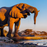 Beautiful sunset light falls on an African Savanna Elephant bull as he drinks from the waterhole in Namibia's Onguma Reserve - sending water droplets spraying (image by Virginia Wilde)