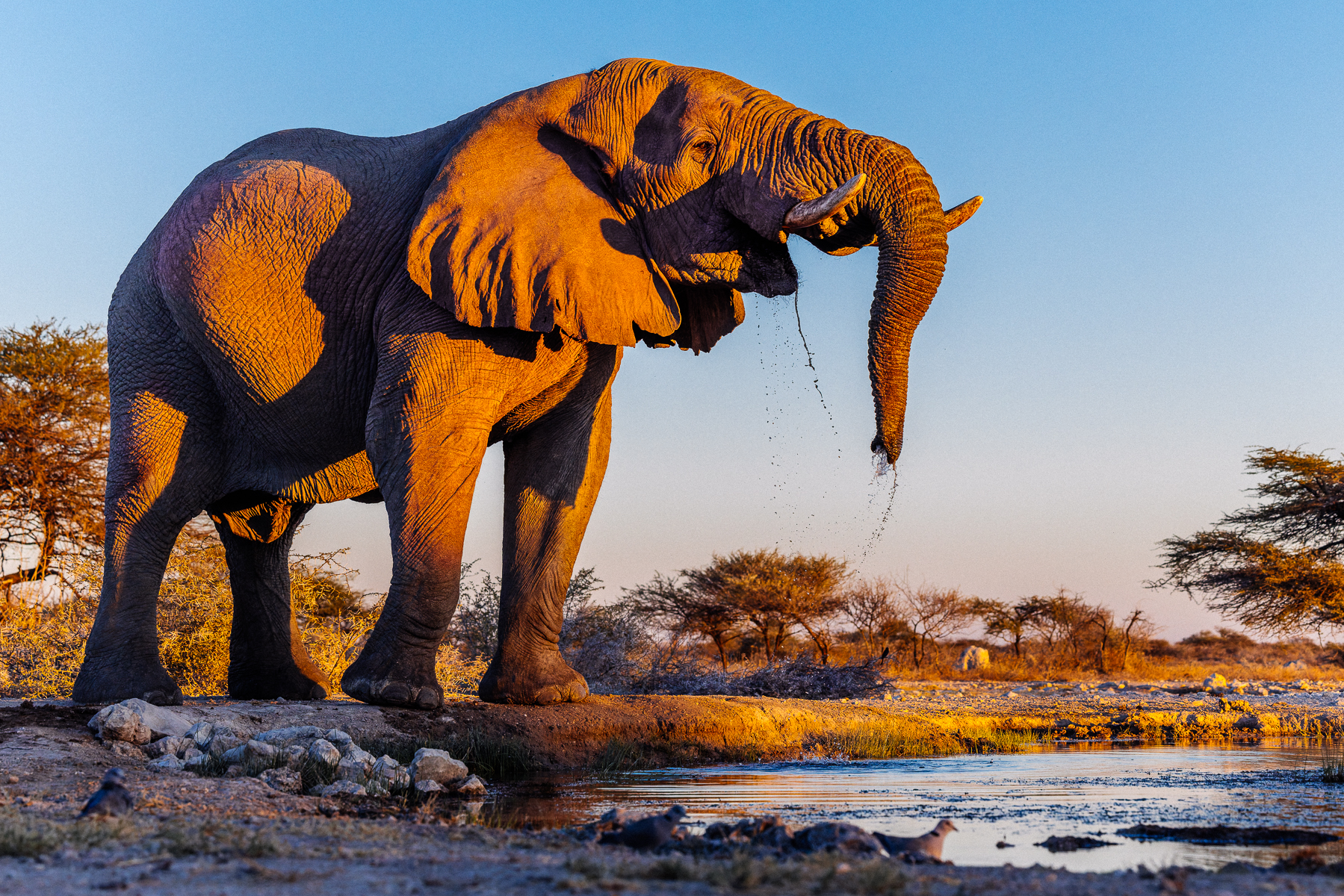 Beautiful sunset light falls on an African Savanna Elephant bull as he drinks from the waterhole in Namibia's Onguma Reserve - sending water droplets spraying (image by Virginia Wilde)