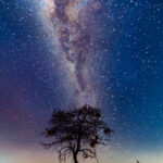 The Milky Way above a tree in Namibia's Onguma Reserve. We didn't have the perfect conditions for astrophotography this night, but we gave it a try anyway (image by Virginia Wilde)