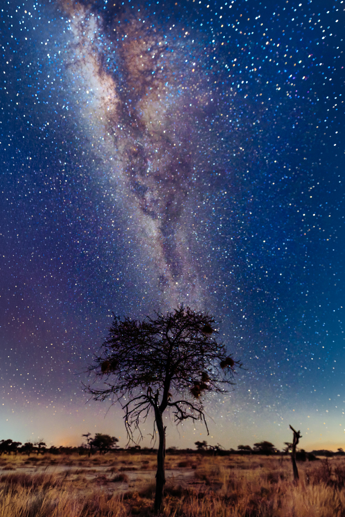 The Milky Way above a tree in Namibia's Onguma Reserve. We didn't have the perfect conditions for astrophotography this night, but we gave it a try anyway (image by Virginia Wilde)