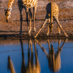 'Mirror, mirror in the waterhole wall, Who is the fairest Angolan Giraffe of them all?' A juvenile Giraffe and its mum bend to drink in Namibia's Etosha National Park, creating some beautiful reflections (image by Virginia Wilde)