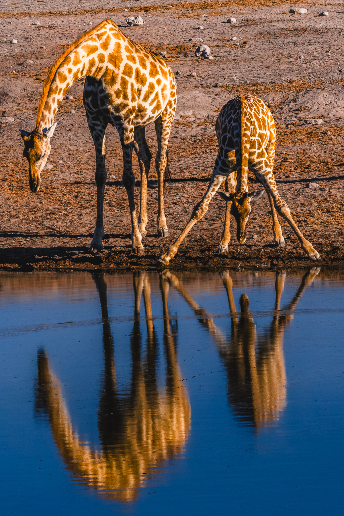 'Mirror, mirror in the waterhole wall, Who is the fairest Angolan Giraffe of them all?' A juvenile Giraffe and its mum bend to drink in Namibia's Etosha National Park, creating some beautiful reflections (image by Virginia Wilde)