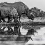 A mother and calf Black Rhino drink from a waterhole in Namibia's Onguma Reserve. Namibia has around 35% of the world's remaining Black Rhinos, with the vast majority the South-western Black Rhino (image by Virginia Wilde)
