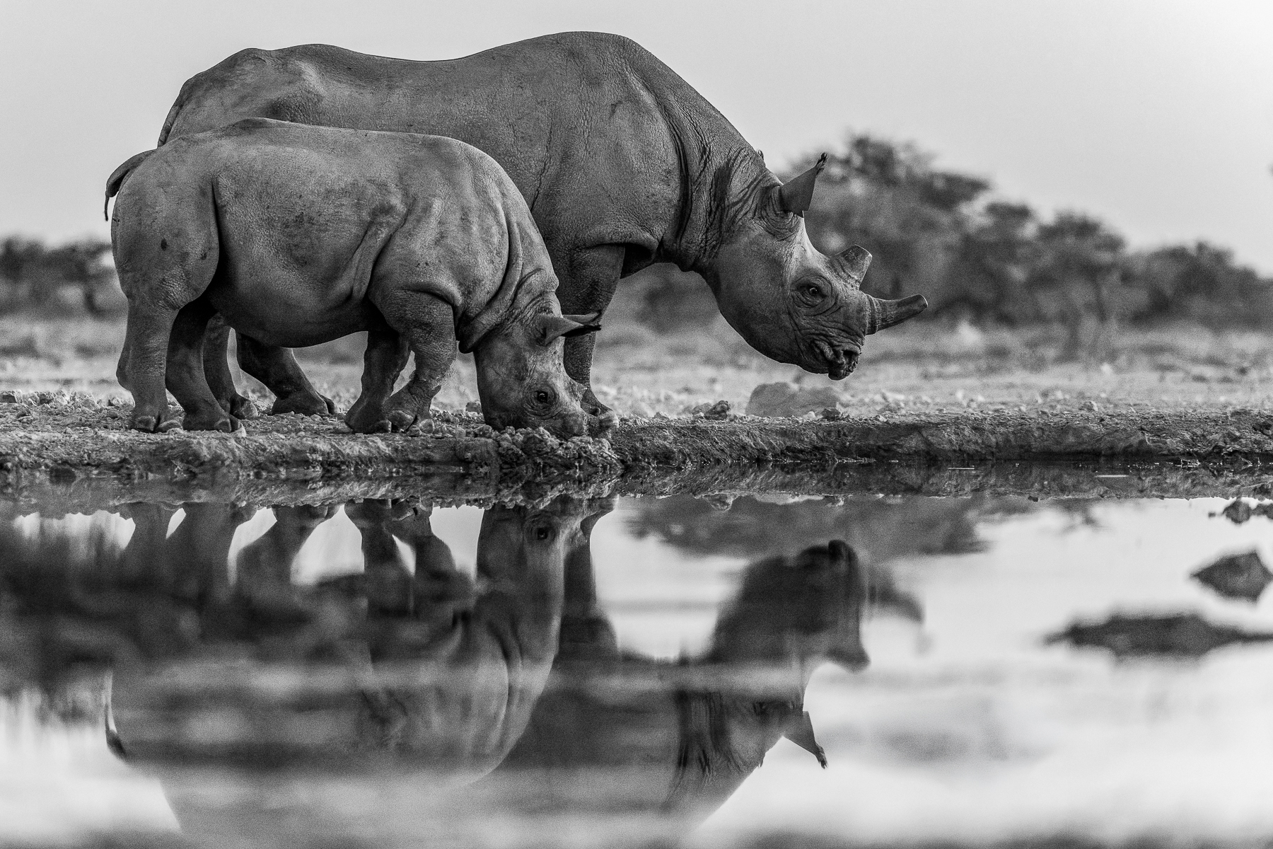 A mother and calf Black Rhino drink from a waterhole in Namibia's Onguma Reserve. Namibia has around 35% of the world's remaining Black Rhinos, with the vast majority the South-western Black Rhino (image by Virginia Wilde)