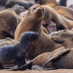 'But please can I go off to play?!' A Cape Fur Seal pup appears to implore with a seal we believed to be its mum. But Namibia's great Cape Cross colony is so sprawling with seals it's almost impossible to work out whose pup belongs to who (image by Virginia Wilde)