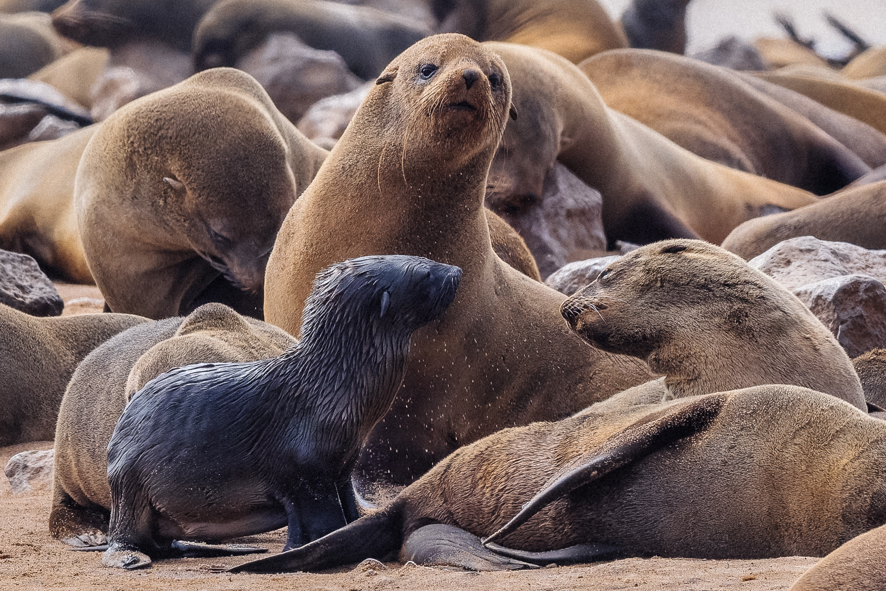 'But please can I go off to play?!' A Cape Fur Seal pup appears to implore with a seal we believed to be its mum. But Namibia's great Cape Cross colony is so sprawling with seals it's almost impossible to work out whose pup belongs to who (image by Virginia Wilde)