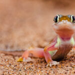 The striking pink colouration - and semi-transparent skin - of a Namib Sand Gecko. This desert specialist has fully webbed feet that allow it to 'swim' across loose desert sand and burrow into dunes (image by Virginia Wilde)