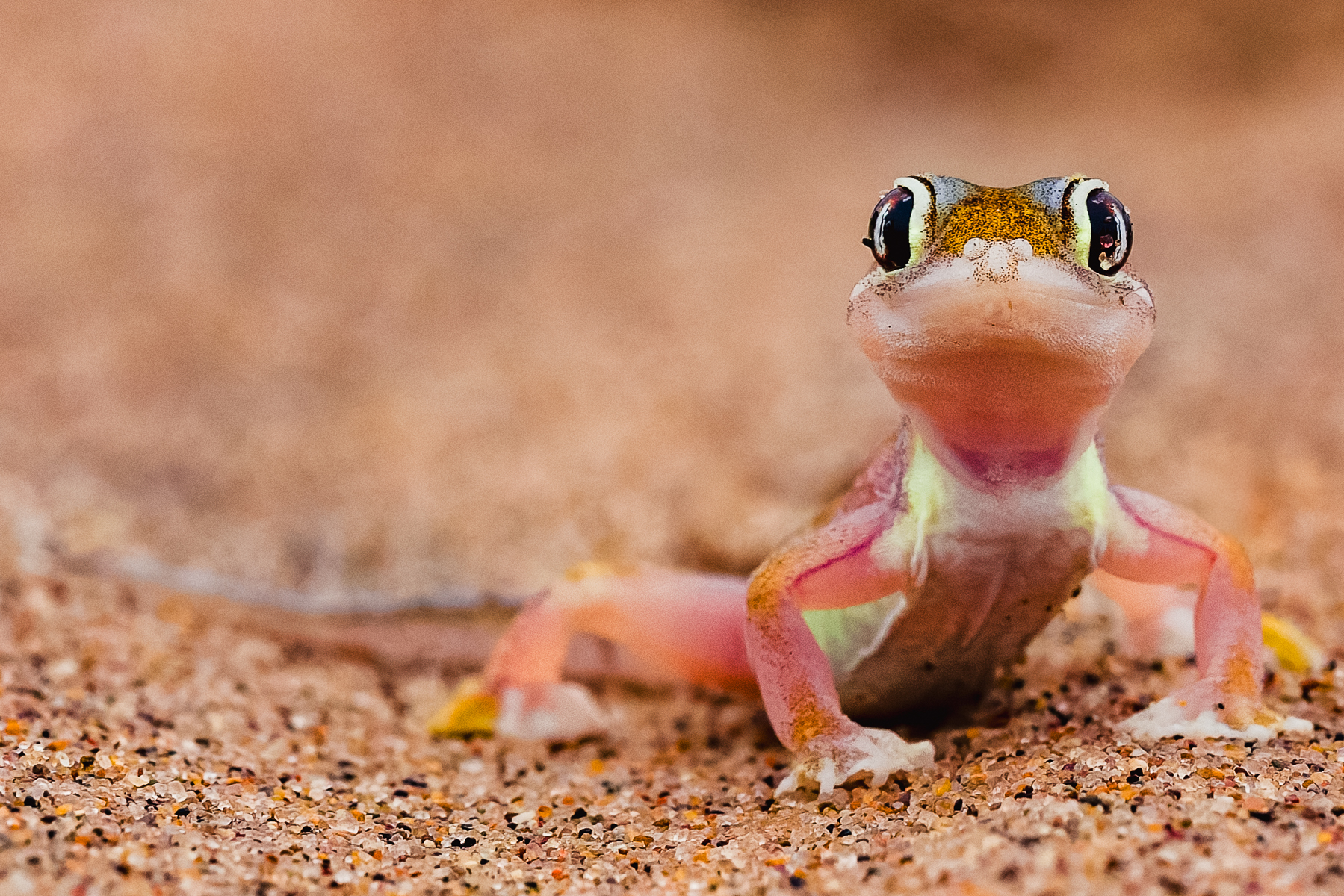 The striking pink colouration - and semi-transparent skin - of a Namib Sand Gecko. This desert specialist has fully webbed feet that allow it to 'swim' across loose desert sand and burrow into dunes (image by Virginia Wilde)