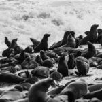 Black-and-white image of the thronging seals of Namibia's Cape Cross Fur Seal colony. As many as 100,000 Cape Fur Seals (image by Virginia Wilde)congregate on this unforgiving section of the Skeleton Coast, making for an overwhelming photographic experience (image by Virginia Wilde)