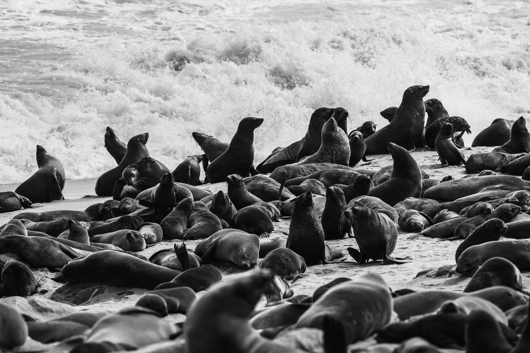 Black-and-white image of the thronging seals of Namibia's Cape Cross Fur Seal colony. As many as 100,000 Cape Fur Seals (image by Virginia Wilde)congregate on this unforgiving section of the Skeleton Coast, making for an overwhelming photographic experience (image by Virginia Wilde)