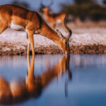 A Black-faced Impala is mirrored as it drinks from the waterhole in Namibia's Onguma Reserve. Black-faced Impala are the largest and darkest-coated of all Impala subspecies (image by Virginia Wilde)