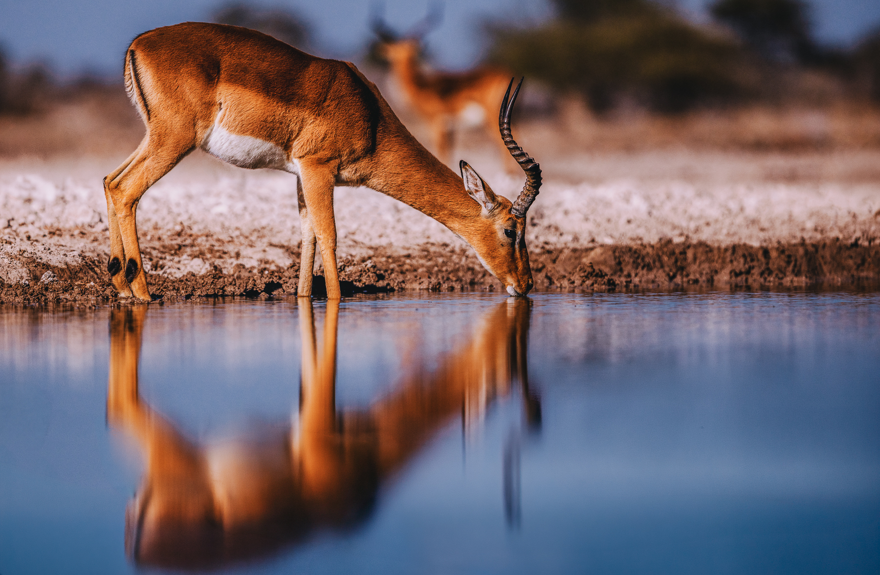 A Black-faced Impala is mirrored as it drinks from the waterhole in Namibia's Onguma Reserve. Black-faced Impala are the largest and darkest-coated of all Impala subspecies (image by Virginia Wilde)