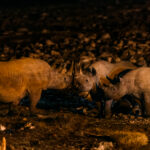 Three Black Rhinos gather by the Okaukuejo waterhole at night, their horns touching as they pause together in an interaction that appears as if they are old friends. Black Rhinos are generally solitary, so seeing several individuals approach each other peacefully makes for a rare encounter (image by Virginia Wilde)