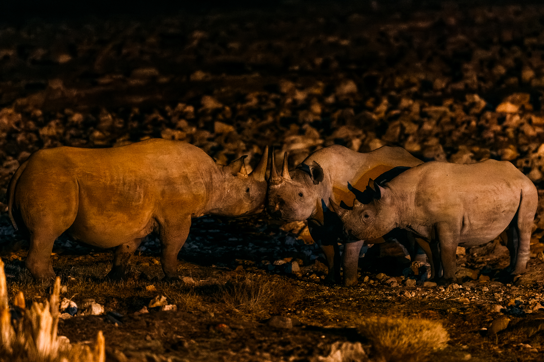 Three Black Rhinos gather by the Okaukuejo waterhole at night, their horns touching as they pause together in an interaction that appears as if they are old friends. Black Rhinos are generally solitary, so seeing several individuals approach each other peacefully makes for a rare encounter (image by Virginia Wilde)