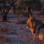 The last light of the day falls on the mane of this handsome male Lion in Namibia's Onguma Reserve. We watched two males slowly follow a lioness as they moved through trees in this arid region (image by Virginia Wilde)