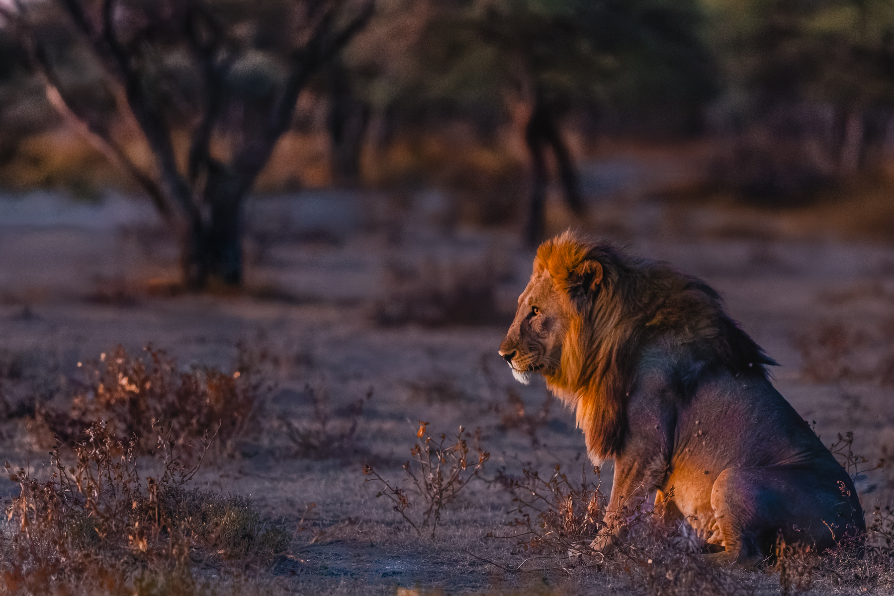The last light of the day falls on the mane of this handsome male Lion in Namibia's Onguma Reserve. We watched two males slowly follow a lioness as they moved through trees in this arid region (image by Virginia Wilde)