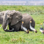 Odd Swampfellows? A group of Grey Crowned Cranes in the company of elephants (image by Inger Vandyke)