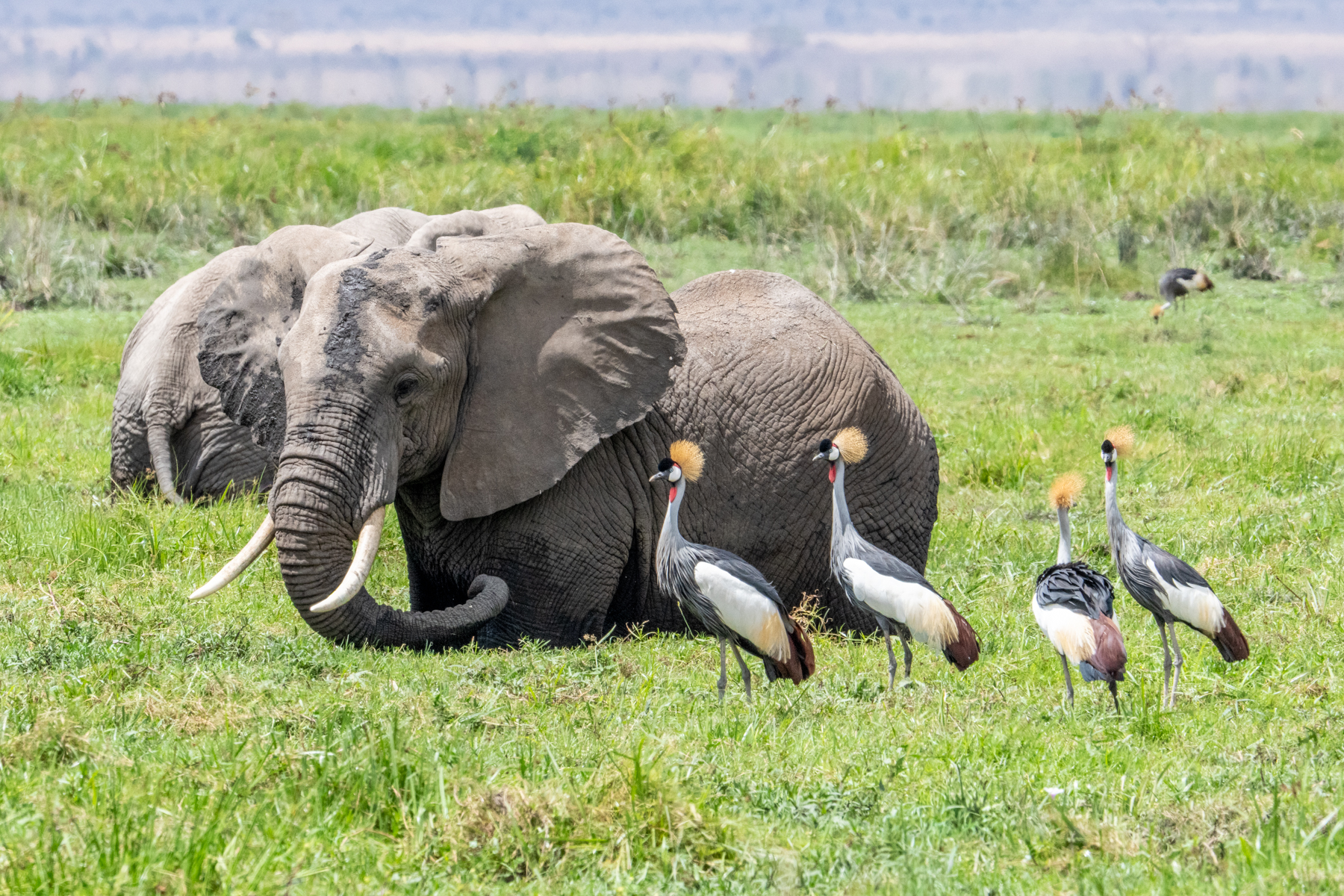 Odd Swampfellows? A group of Grey Crowned Cranes in the company of elephants (image by Inger Vandyke)