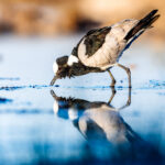 A Blacksmith Lapwing is mirrored almost perfectly in the still waters of a pool in Namibia's Onguma Reserve. Although commonly found, they are strikingly patterned and charismatic birds (image by Virginia Wilde)