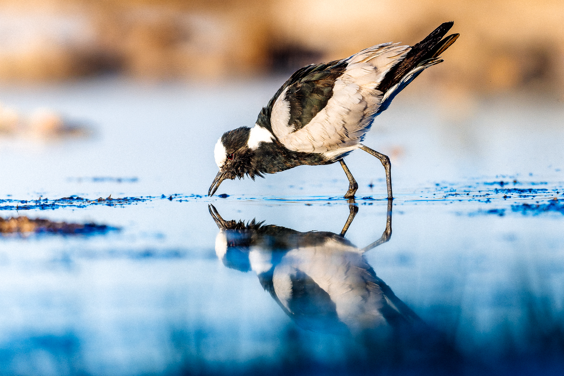 A Blacksmith Lapwing is mirrored almost perfectly in the still waters of a pool in Namibia's Onguma Reserve. Although commonly found, they are strikingly patterned and charismatic birds (image by Virginia Wilde)