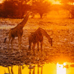 Two Angolan Giraffe appear cast in yellow light - in an image taken directly into the setting sun. Namibia gave us so many sun-set wildlife moments, it was hard to pick just a few for this report (image by Virginia Wilde)