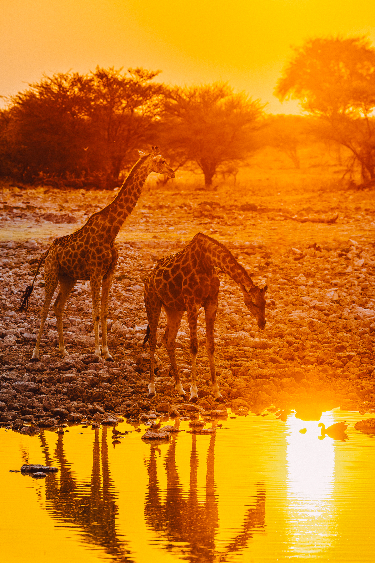 Two Angolan Giraffe appear cast in yellow light - in an image taken directly into the setting sun. Namibia gave us so many sun-set wildlife moments, it was hard to pick just a few for this report (image by Virginia Wilde)