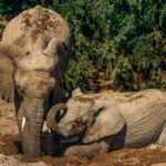 Few wildlife experiences have been so fascinating for me as watching desert-adapted African Savanna Elephants dig down through a dry riverbed with their feet and trunks to find groundwater. Namibia is home to 150 true desert-adapted elephants, in five ephemeral river systems (image by Virginia Wilde)
