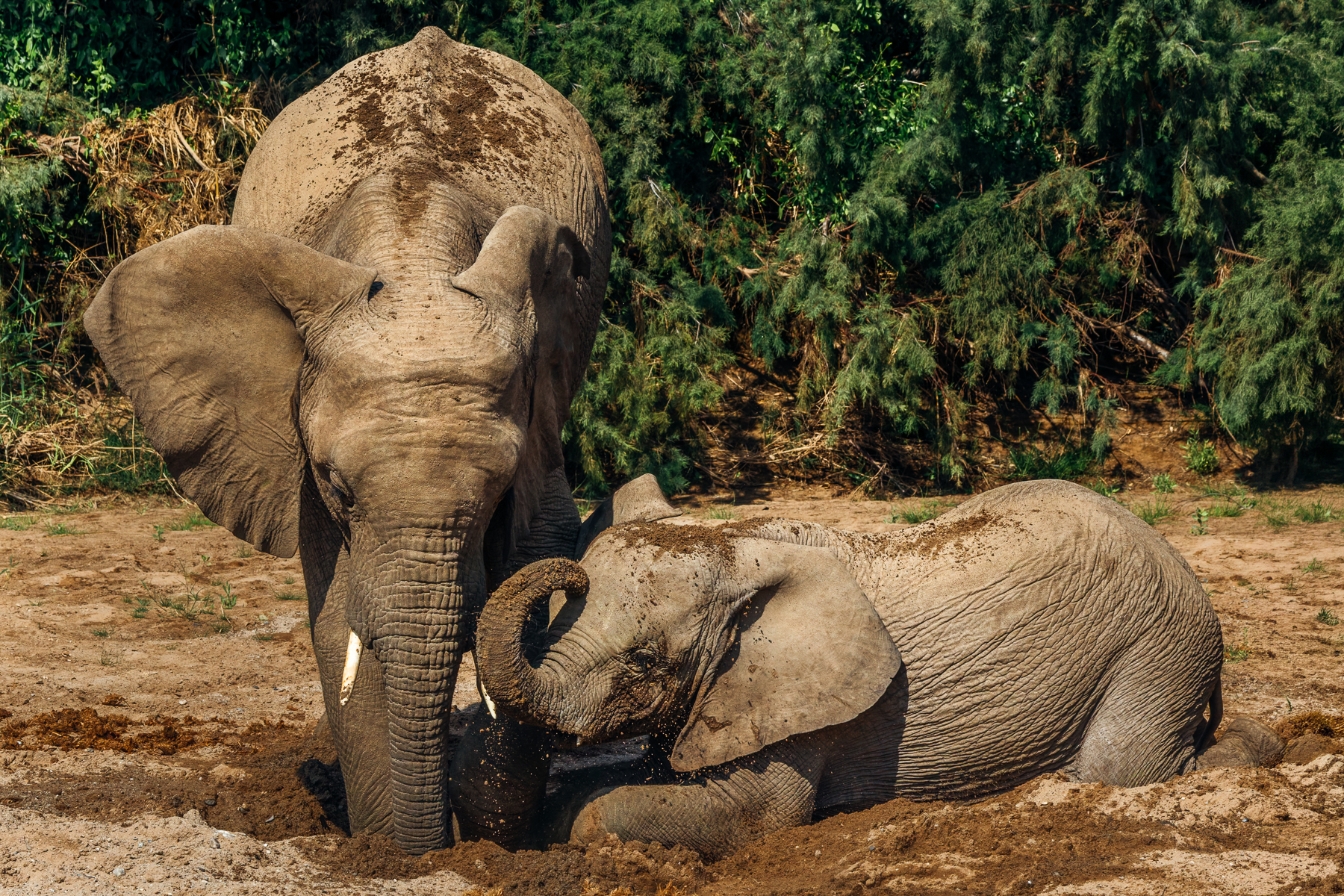 Few wildlife experiences have been so fascinating for me as watching desert-adapted African Savanna Elephants dig down through a dry riverbed with their feet and trunks to find groundwater. Namibia is home to 150 true desert-adapted elephants, in five ephemeral river systems (image by Virginia Wilde)