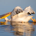 A Great White Pelican preening (image by Inger Vandyke)