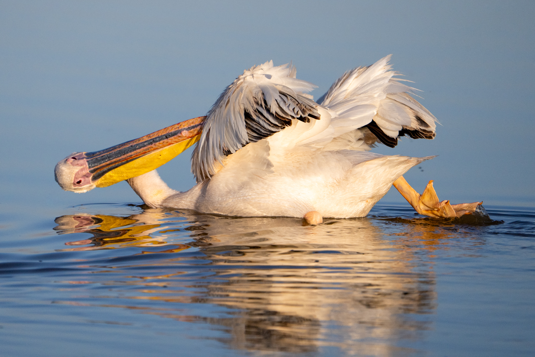 A Great White Pelican preening (image by Inger Vandyke)