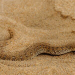 A beautiful Peringuey's Adder snakes through the sand in the Namib-Naukluft National Park. These stunning adders are endemic to the Namib Desert region, occurring only in coastal Namibia and southern Angola (image by Virginia Wilde)