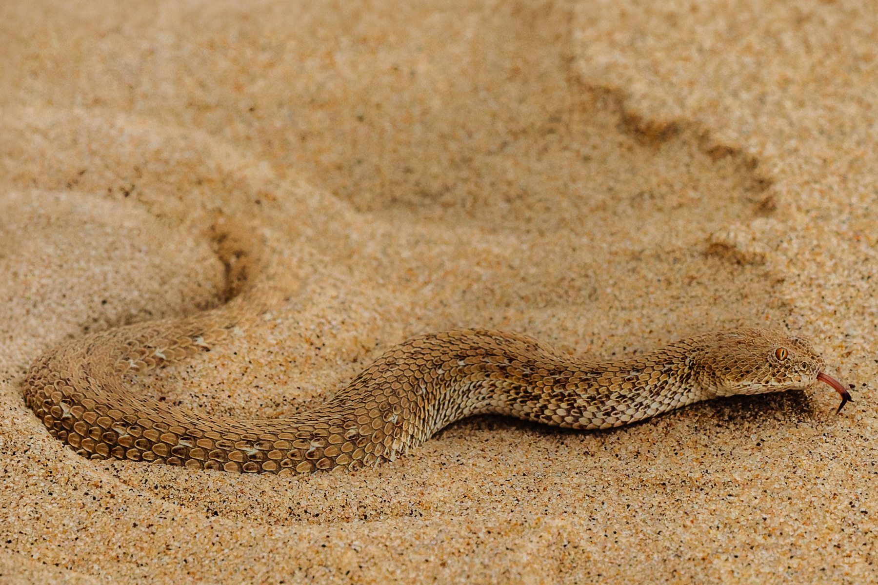 A beautiful Peringuey's Adder snakes through the sand in the Namib-Naukluft National Park. These stunning adders are endemic to the Namib Desert region, occurring only in coastal Namibia and southern Angola (image by Virginia Wilde)