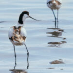 A pair of Pied Avocets wade through the shallow harbour waters of Namibia's Walvis Bay Lagoon. The lagoon sits right on the edge of the Namib Desert, with the Atlantic and dunes around it (image by Virginia Wilde)