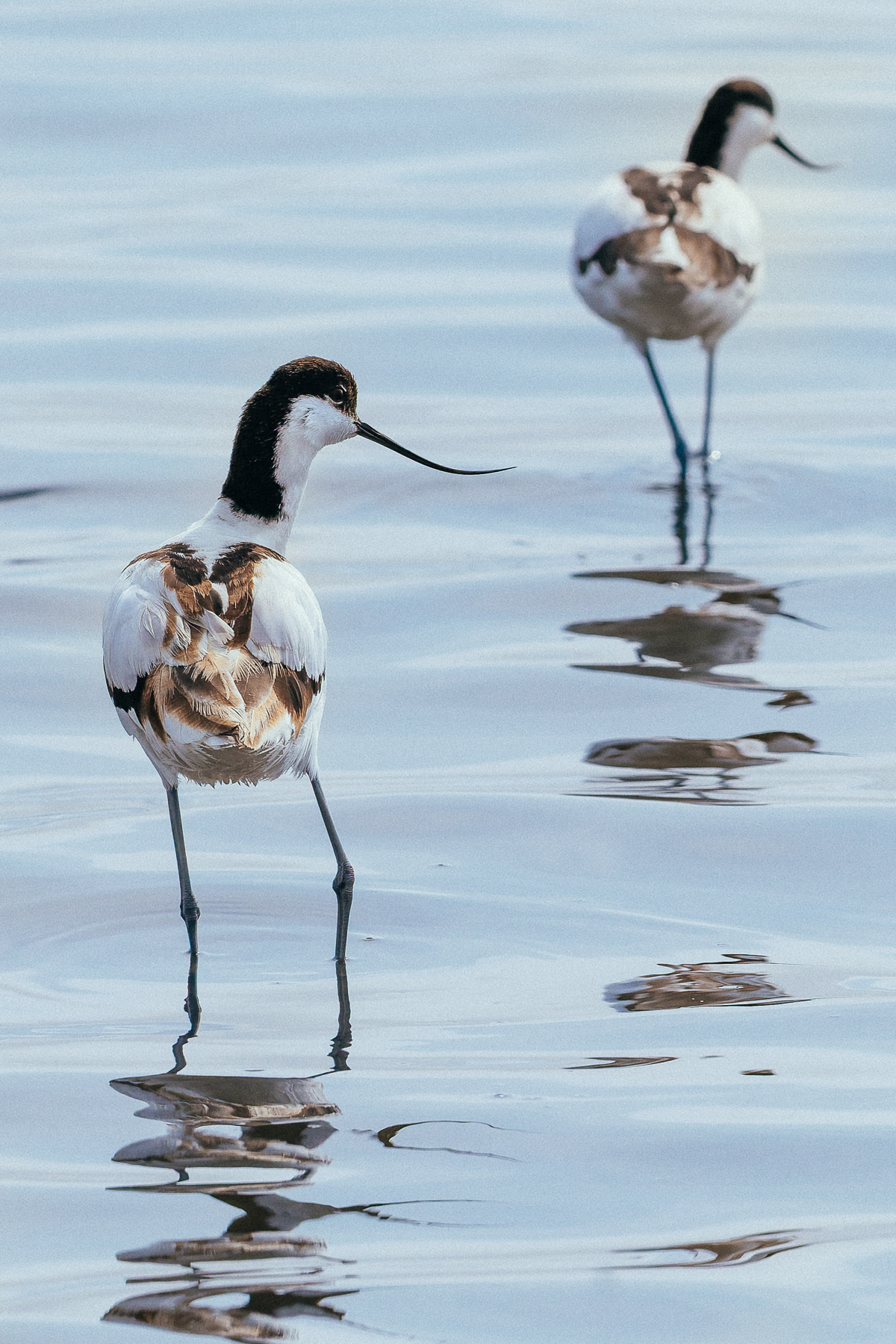 A pair of Pied Avocets wade through the shallow harbour waters of Namibia's Walvis Bay Lagoon. The lagoon sits right on the edge of the Namib Desert, with the Atlantic and dunes around it (image by Virginia Wilde)