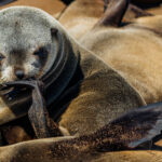 If a Cape Fur Seal could adopt a ponderous look, it would be this. It's a Pinniped version of Rodin's 'The Thinker' sculpture, if ever there was one (image by Virginia Wilde)
