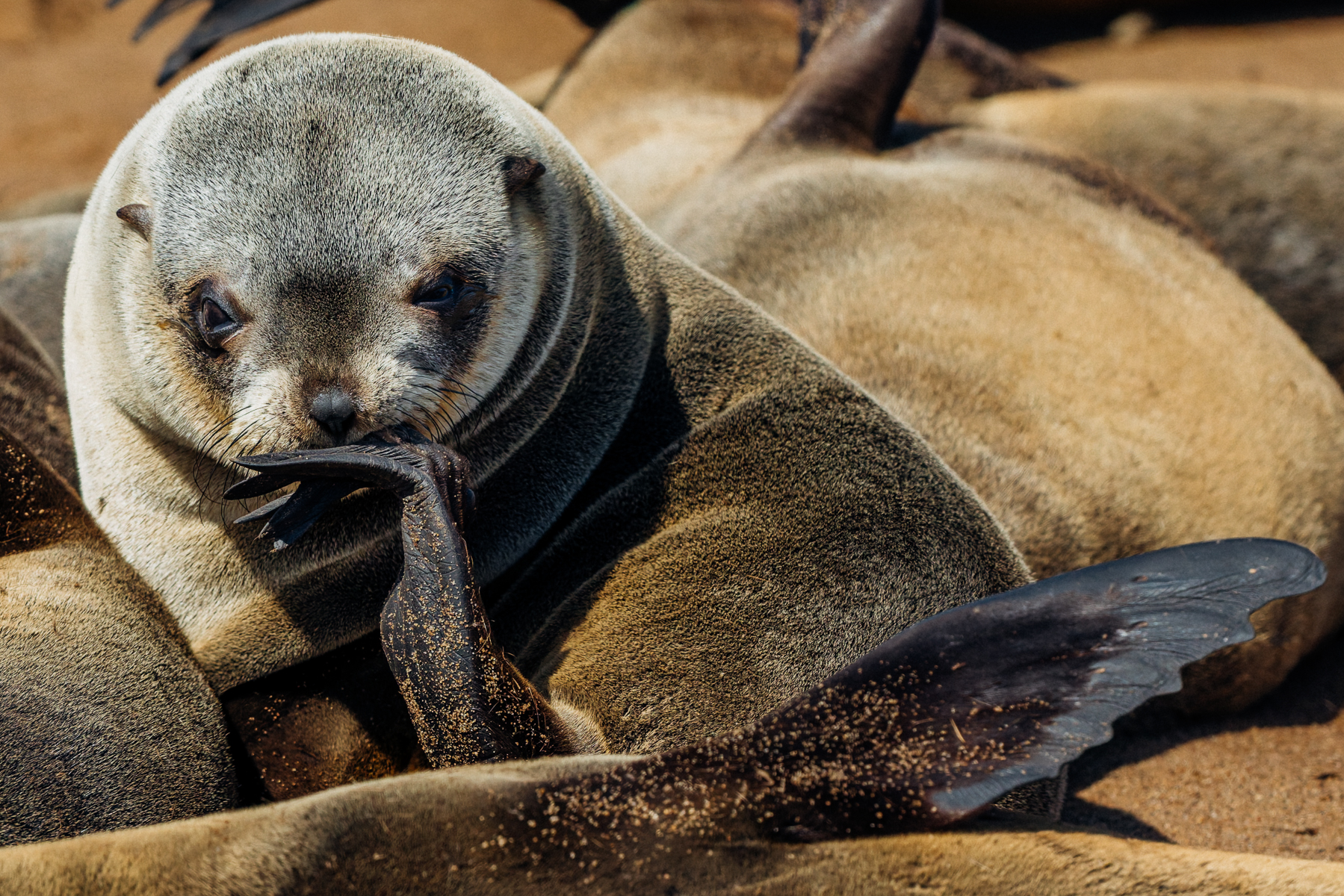 If a Cape Fur Seal could adopt a ponderous look, it would be this. It's a Pinniped version of Rodin's 'The Thinker' sculpture, if ever there was one (image by Virginia Wilde)