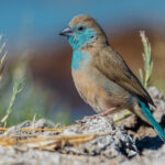 Portrait of a Southern Cordonbleu, resting by the waterhole in Namibia's Onguma Reserve. These waxbills are incredibly hard to photograph in flight due to sudden directional changes. So I finally had to settle on a portrait taken in a moment of calm (image by Virginia Wilde)