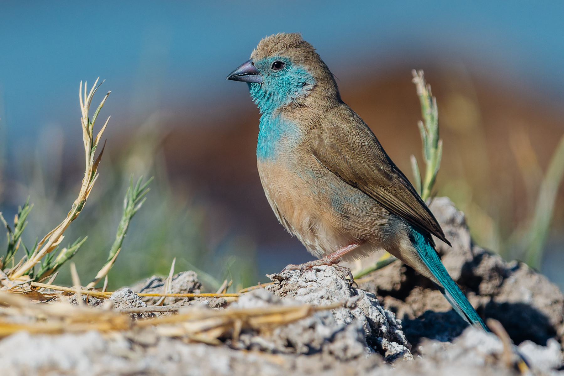Portrait of a Southern Cordonbleu, resting by the waterhole in Namibia's Onguma Reserve. These waxbills are incredibly hard to photograph in flight due to sudden directional changes. So I finally had to settle on a portrait taken in a moment of calm (image by Virginia Wilde)