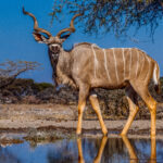 A handsome male Kudu pauses by the waterhole in Namibia's Onguma Reserve. Male Kudu can weigh up to 300kg - making them one of Africa's largest antelopes (image by Virginia Wilde)