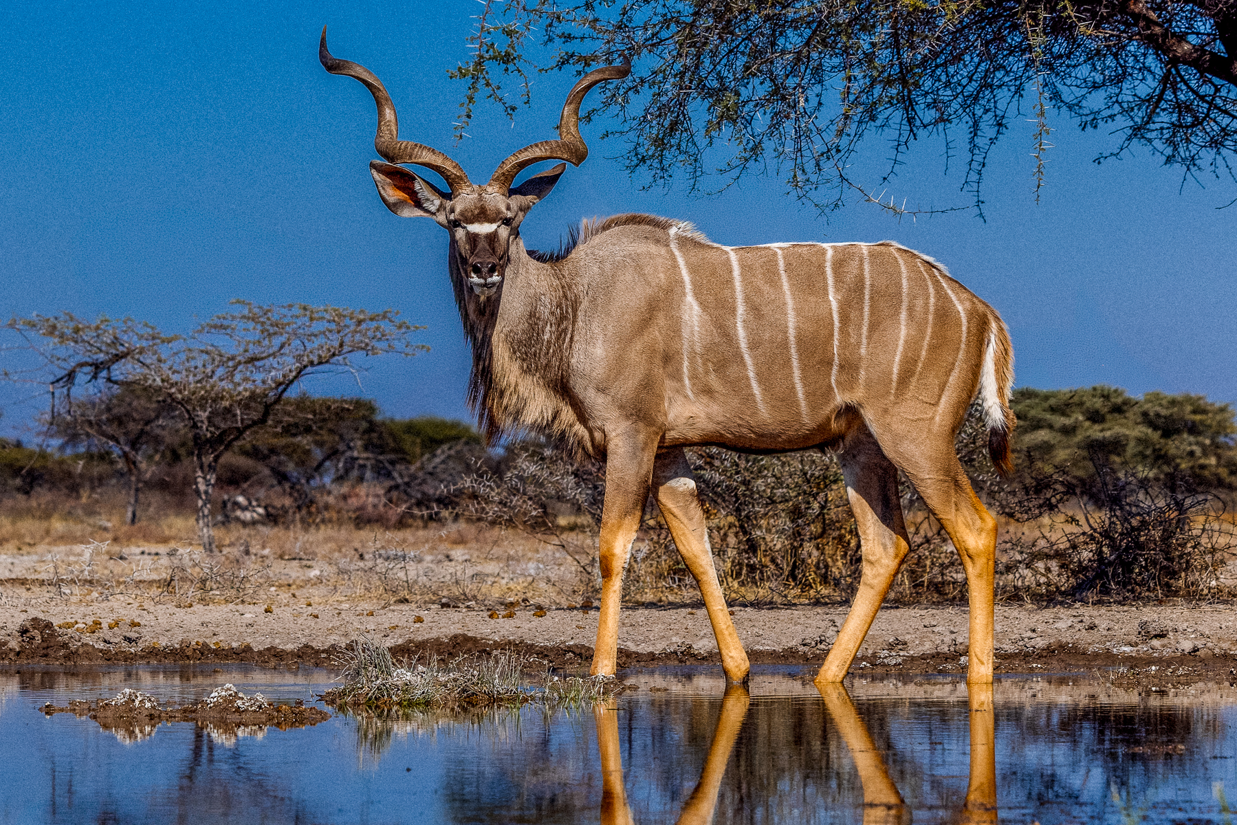 A handsome male Kudu pauses by the waterhole in Namibia's Onguma Reserve. Male Kudu can weigh up to 300kg - making them one of Africa's largest antelopes (image by Virginia Wilde)