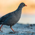 Red-billed Spurfowls are common visitors to Namibia's waterholes with their loud repeated calls conspicuous in the early mornings and evening. Like other spurfowl, they have powerful legs and spurs, used in territorial disputes between males (image by Virginia Wilde)