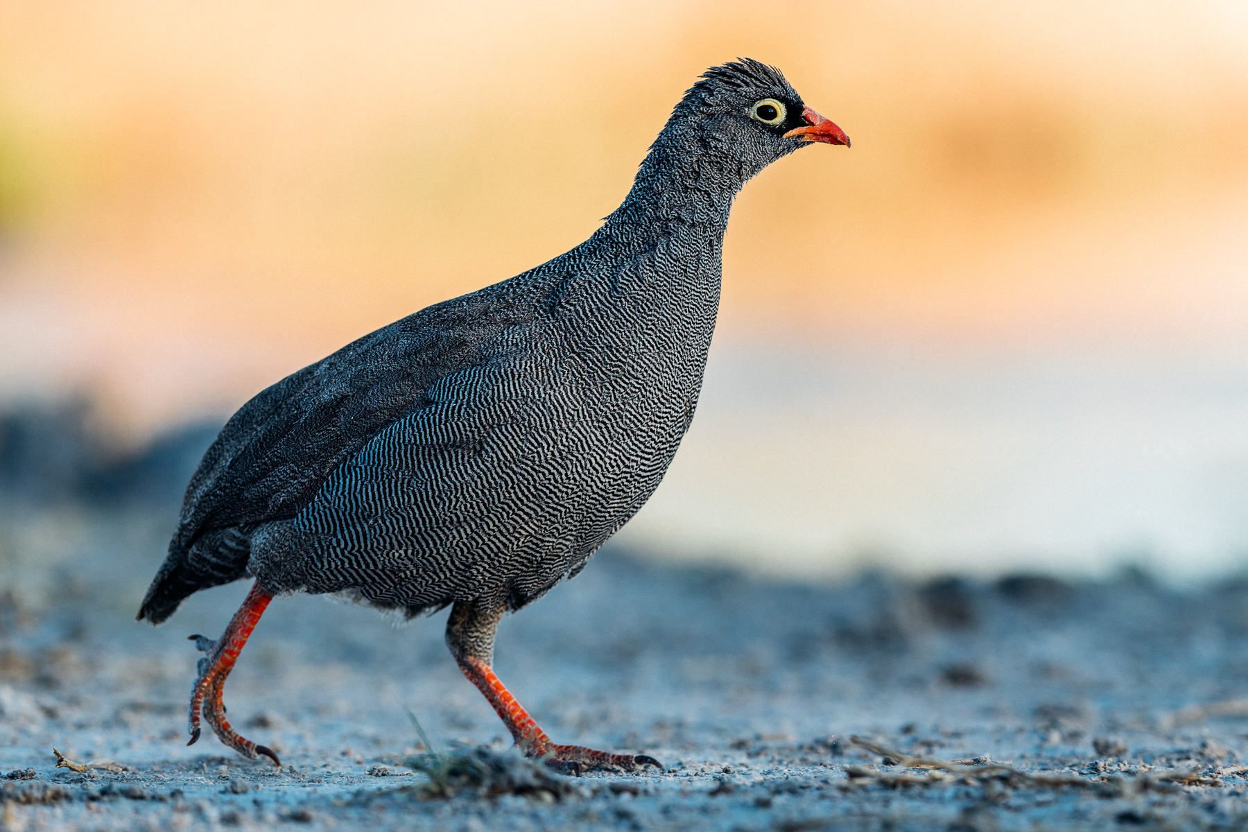 Red-billed Spurfowls are common visitors to Namibia's waterholes with their loud repeated calls conspicuous in the early mornings and evening. Like other spurfowl, they have powerful legs and spurs, used in territorial disputes between males (image by Virginia Wilde)