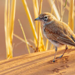 A Dune Lark - Namibia's only endemic bird - seen among the dunes in Sossusvlei. This lark lives in the hyper-arid Namib, making a living in one of the world's most inhospitable deserts (image by Mike Watson)