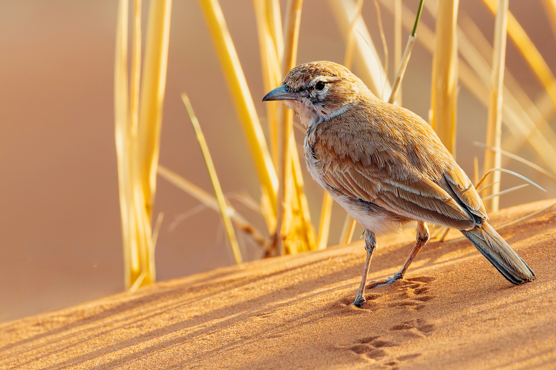 A Dune Lark - Namibia's only endemic bird - seen among the dunes in Sossusvlei. This lark lives in the hyper-arid Namib, making a living in one of the world's most inhospitable deserts (image by Mike Watson)